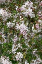 Ringo plumleaf crab apple Malus prunifolia var. rinkii flowering bush